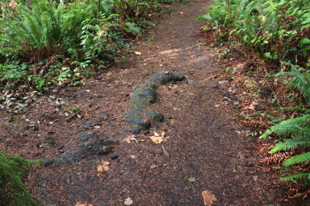 Large tree root in the middle of a natural surface trail